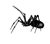 spidri.gif (5836 bytes)