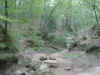 creektuna_small.jpg (1856 bytes)