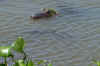 gator_small.jpg (1553 bytes)