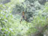 spider_small.jpg (2077 bytes)